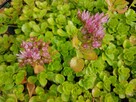 Rozchodnik kaukaski,Sedum Spurium ‘Summer Glory - 1