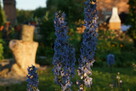 ostróżka trwała, ogrodowa,(Delphinium Excalibur), niebieska - 1
