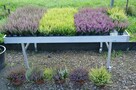 Tuja szmaragd z GRUNT 1-1,1m Thuja shmaragd - 8
