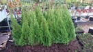 Tuja szmaragd z GRUNT 1-1,1m Thuja shmaragd - 2