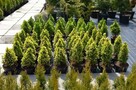 Tuja szmaragd z GRUNT 1-1,1m Thuja shmaragd - 7