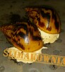 Ślimaki Achatina Achatina, Lissachatina, Archachatina - 1