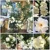 Biały pachnący oleander - 1