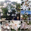 Biały pachnący oleander - 7