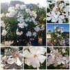 Biały pachnący oleander - 6