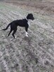 potrzebna karma i wsparcie oraz nowe domy aktualne - 7