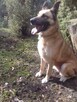 potrzebna karma i wsparcie oraz nowe domy aktualne - 4