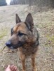 potrzebna karma i wsparcie oraz nowe domy aktualne - 3