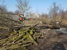 Wycinka i Karczowanie Drzew - 7