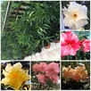 Żółty pachnący oleander - 2