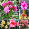 Żółty pachnący oleander - 8