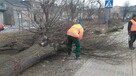 Wycinka i Karczowanie Drzew - 3