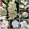 Żółty pachnący oleander - 4