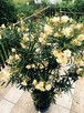 Żółty pachnący oleander - 7