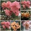 Żółty pachnący oleander - 5