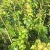 Winobluszcz trójklapowy - pnącze ozdobne jesienią szkarłatny - 4