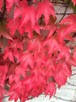 Winobluszcz trójklapowy - pnącze ozdobne jesienią szkarłatny - 2