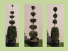 Formowanie i przycinanie drzew i krzewów, spirale, bonsai - 12