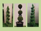 Formowanie i przycinanie drzew i krzewów, spirale, bonsai - 11