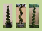 Krzewy formowane, spirale, bonsai, kule - 2
