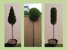 Krzewy formowane, spirale, bonsai, kule - 5