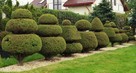 Krzewy formowane, spirale, bonsai, kule - 7