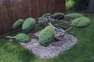 Krzewy formowane, spirale, bonsai, kule - 8