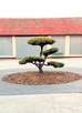 Formowanie i przycinanie drzew i krzewów, spirale, bonsai - 3