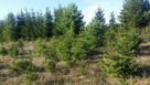 Działki nad Narwią z linią brzegową,nie zalewowe. - 1