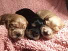 Szczenięta cocker spaniel angielski ZKwP/FCI - 1