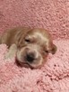 Szczenięta cocker spaniel angielski ZKwP/FCI - 5