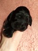 Szczenięta cocker spaniel angielski ZKwP/FCI - 6