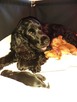 Szczenięta cocker spaniel angielski ZKwP/FCI - 7