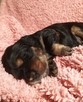 Szczenięta cocker spaniel angielski ZKwP/FCI - 3