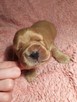 Szczenięta cocker spaniel angielski ZKwP/FCI - 2