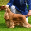 Szczenięta cocker spaniel angielski ZKwP/FCI - 8