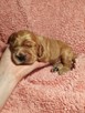 Szczenięta cocker spaniel angielski ZKwP/FCI - 4