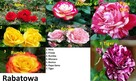 Sprzedaż róż rabatowe, okrywowe, pnące, wielkokwiatowe - 1