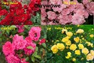 Sprzedaż róż rabatowe, okrywowe, pnące, wielkokwiatowe - 6