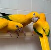 złote papugi, złote konury papugi - 4