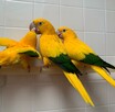 złote papugi, złote konury papugi - 6
