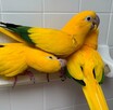 złote papugi, złote konury papugi - 2
