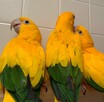 złote papugi, złote konury papugi - 7
