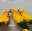 złote papugi, złote konury papugi - 3