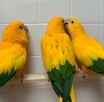 złote papugi, złote konury papugi - 5