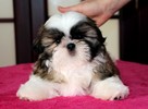 Shih Tzu z hodowli SolarisAvis - 3