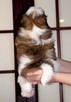 Shih Tzu z hodowli SolarisAvis - 4