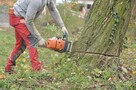 Koszenie traw wycinka drzew TANIO, SZYBKO, SOLIDNIE - 3