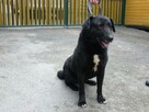 Arni - śliczny psiak od 5 lat czeka na dom - 3
