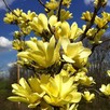 Magnolia Ozdobna Yellow Fei Huang sadzonka w pojemniku 1m - 1